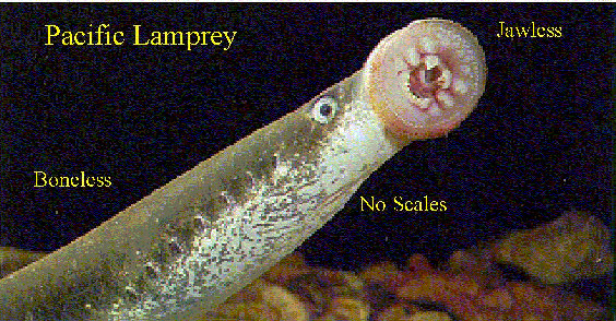 Lamprey Image