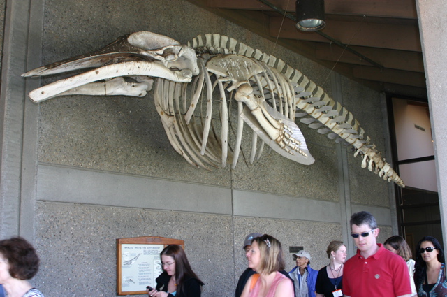 WhaleBones