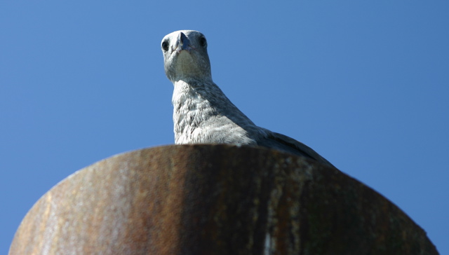 gull