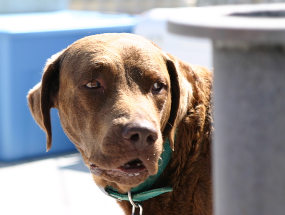 rudder_saltydog