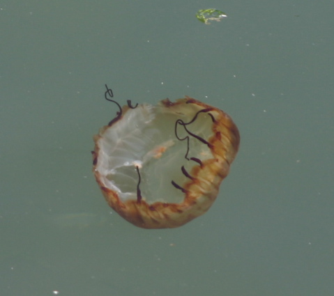 jelly