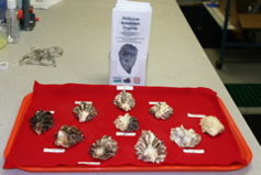 hatfield_mollusc_lab