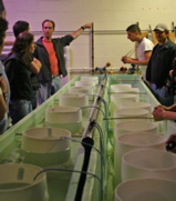 mollusc_tanks
