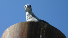 gull