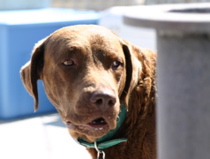 rudder_saltydog