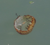 jelly