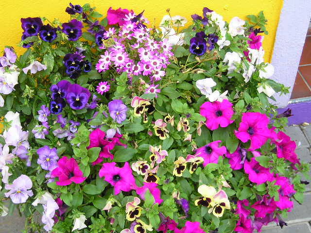 colorful_kinsale2
