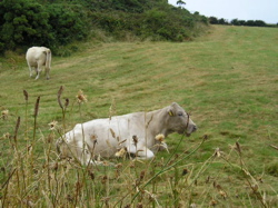 sherkin_cows