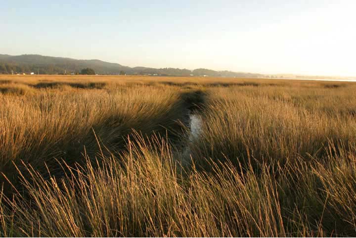Invasive Cordgrass in Humboldt county