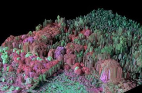 Remote sensing image of

 a grove of invasive Albezia in Hawaii