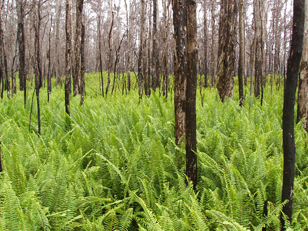 Sword ferns invade Florida Everglades