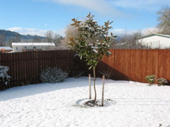snowy_magnolia