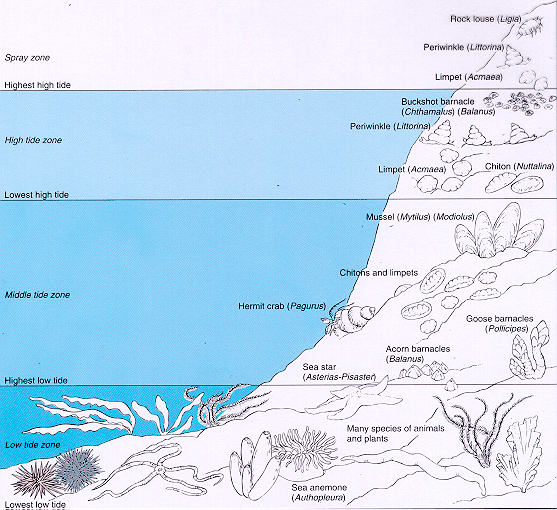 Rocky Intertidal Zones